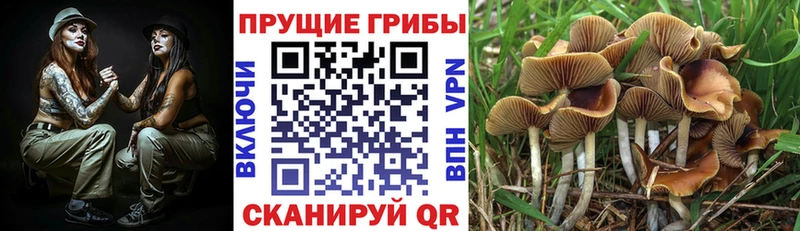 Галлюциногенные грибы Magic Shrooms Среднеуральск